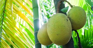 jackfruit plant from seed e1653322861115