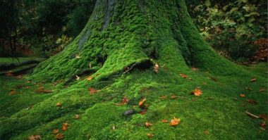 moss under pine trees e1652013329480