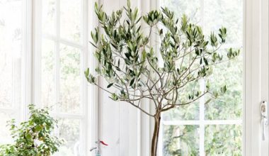 olive tree growing indoor e1653322121685