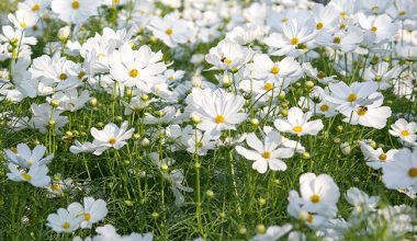plant cosmos from seed