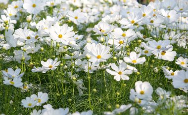 plant cosmos from seed