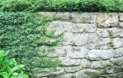 plant that grows over wall