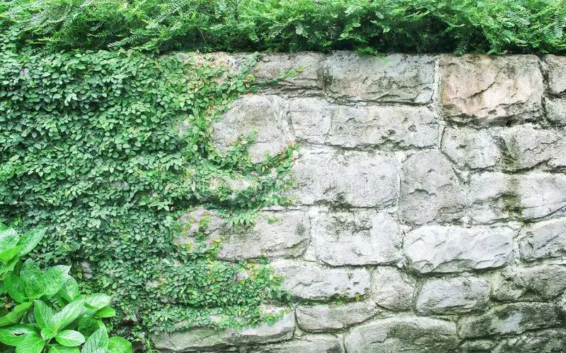 plant that grows over wall