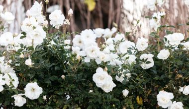 plant white roses