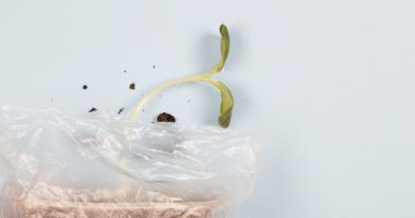 seed in plastic bag e1653320201551