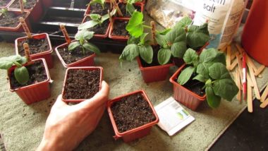 start cucumber seed indoor