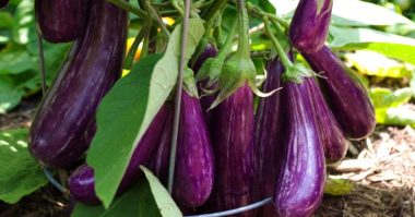 when to start eggplant seed e1653152125429