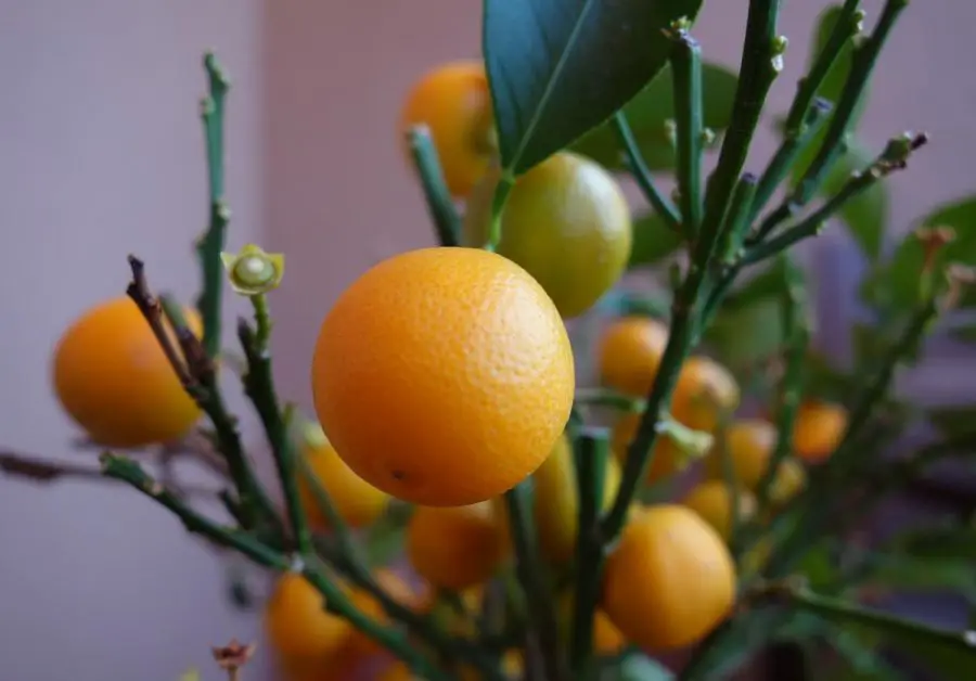 mandarinier.jpg